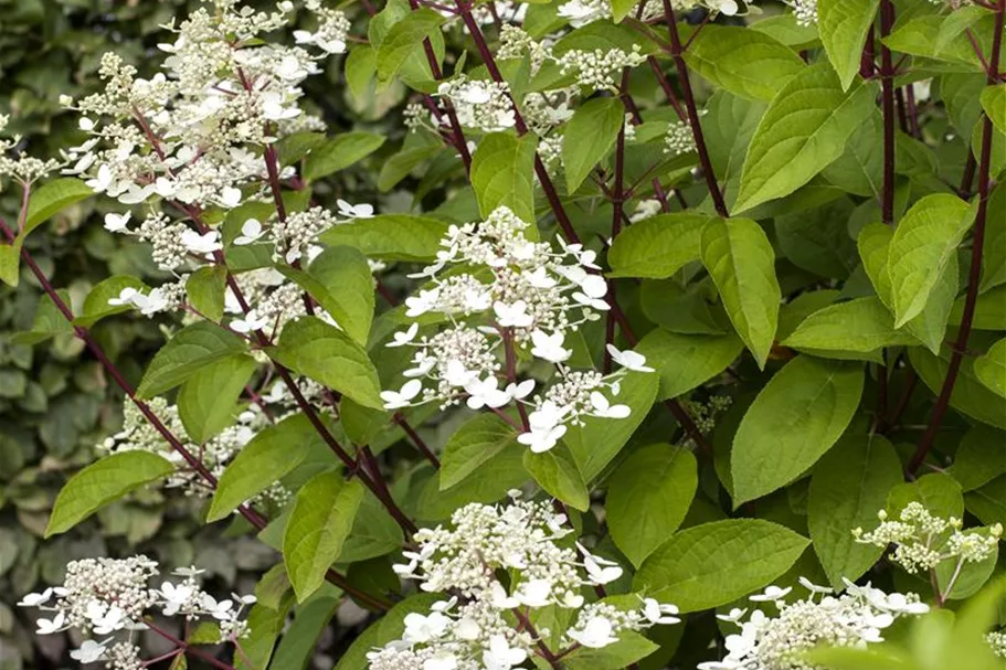 Hydrangea paniculata 'Wim's Red'® Topfgröße 6 Liter