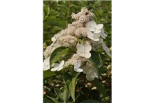 Hydrangea paniculata 'Prim White'® Stammhöhe 100cm, Topfgröße 16,5 Liter