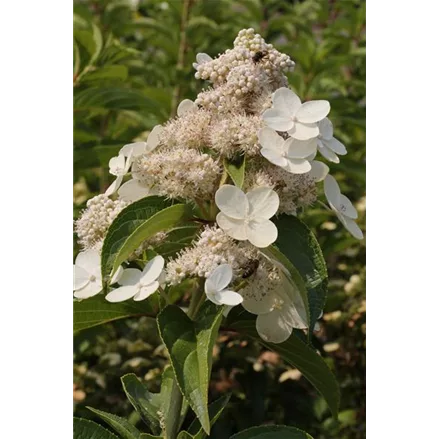 Hydrangea paniculata 'Prim White'®