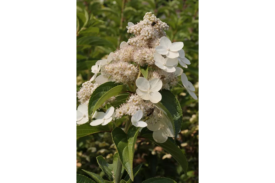 Hydrangea paniculata 'Prim White'® Stammhöhe 100cm, Topfgröße 16,5 Liter