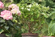 Hydrangea paniculata 'Prim White'® Stammhöhe 100cm, Topfgröße 16,5 Liter