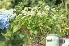 Hydrangea paniculata 'Prim White'® Stammhöhe 100cm, Topfgröße 16,5 Liter