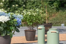 Hydrangea paniculata 'Prim White'® Stammhöhe 100cm, Topfgröße 16,5 Liter