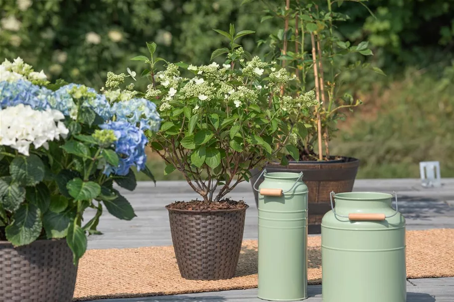 Hydrangea paniculata 'Prim White'® Stammhöhe 100cm, Topfgröße 16,5 Liter