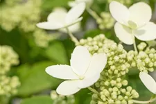 Hydrangea paniculata 'Prim White'® Stammhöhe 100cm, Topfgröße 16,5 Liter