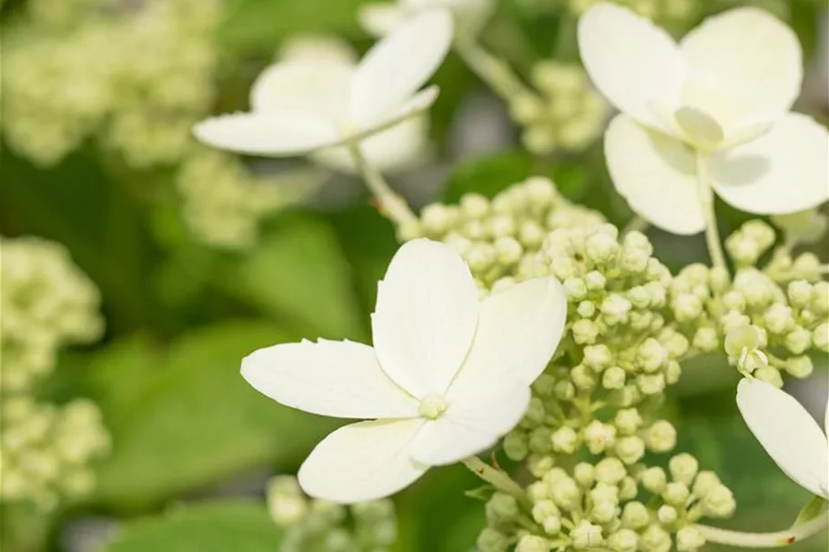 Hydrangea paniculata 'Prim White'® Stammhöhe 100cm, Topfgröße 16,5 Liter