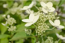 Hydrangea paniculata 'Prim White'® Stammhöhe 100cm, Topfgröße 16,5 Liter