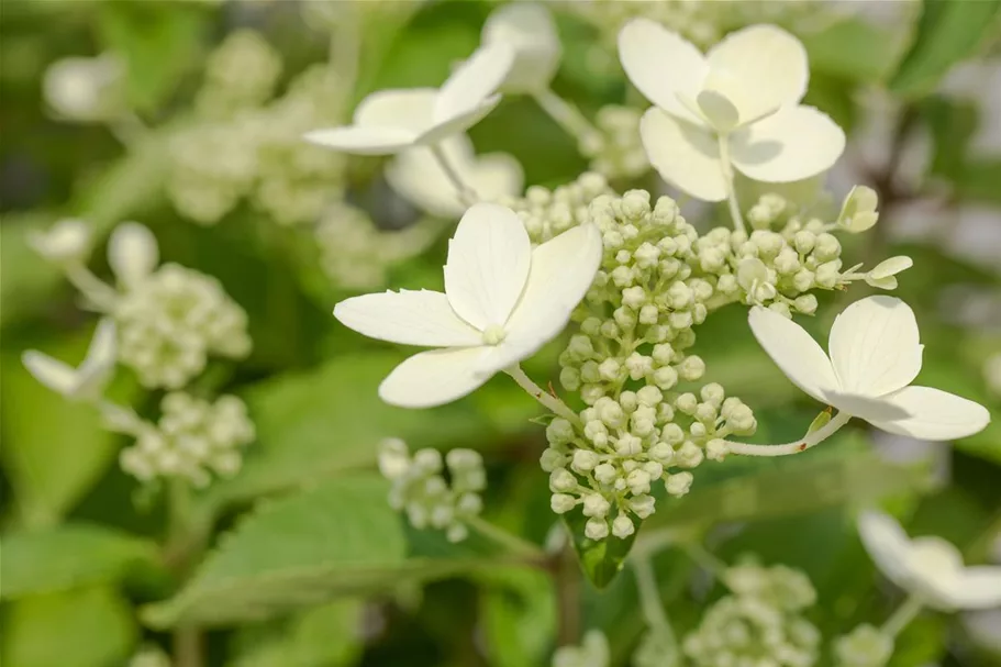 Hydrangea paniculata 'Prim White'® Stammhöhe 100cm, Topfgröße 16,5 Liter