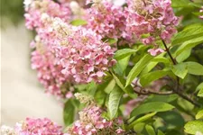 Hydrangea paniculata 'Pinky Winky'® Topfgröße 6 Liter