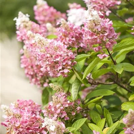 Hydrangea paniculata 'Pinky Winky'®