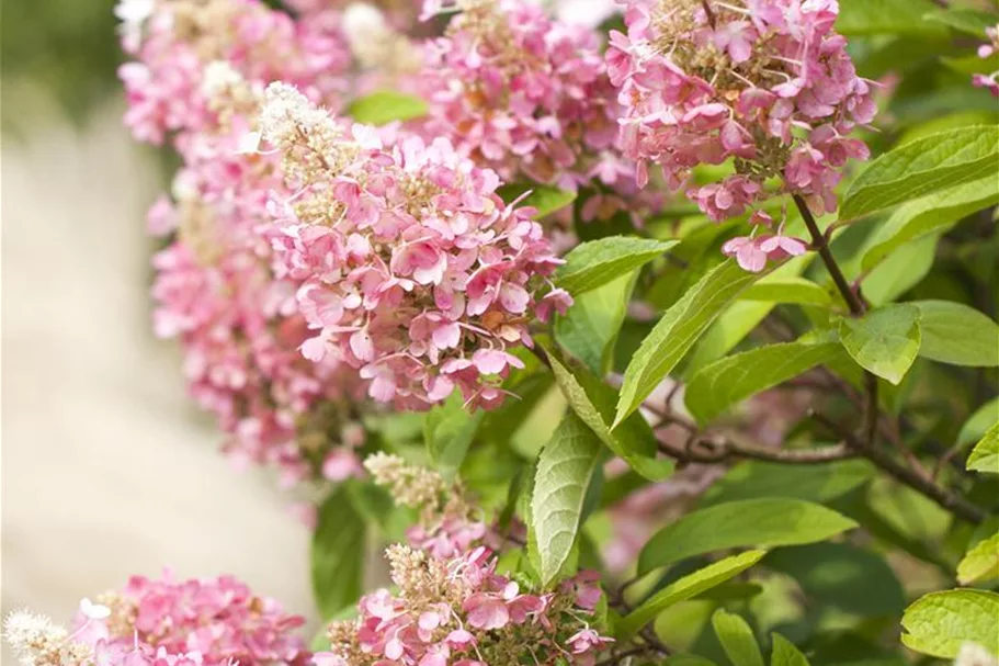 Hydrangea paniculata 'Pinky Winky'® Topfgröße 6 Liter