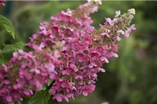 Hydrangea paniculata 'Pinky Winky'® Topfgröße 6 Liter