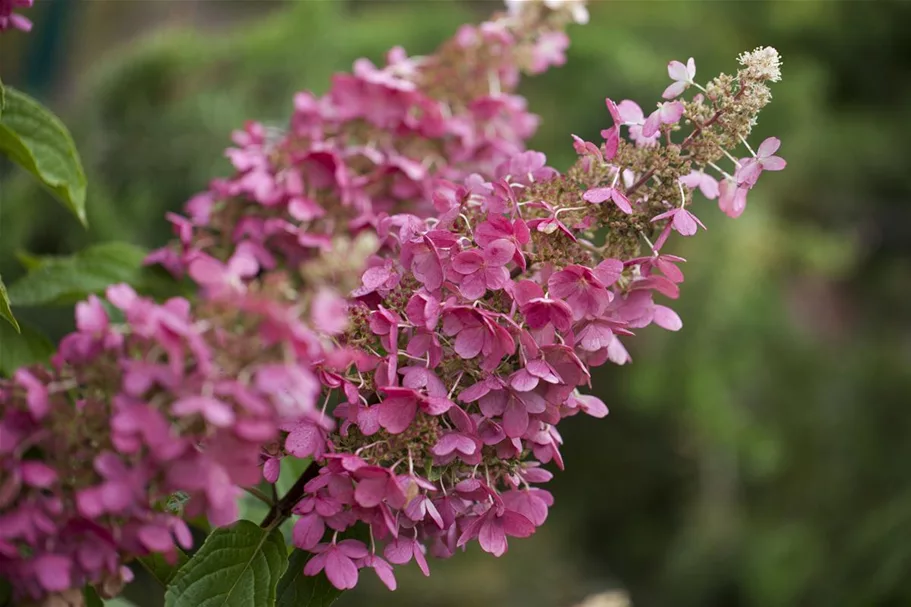 Hydrangea paniculata 'Pinky Winky'® Topfgröße 6 Liter