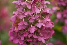 Hydrangea paniculata 'Pinky Winky'® Topfgröße 6 Liter