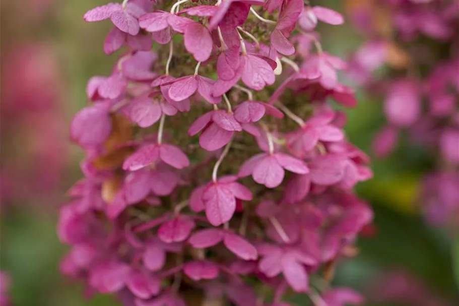 Hydrangea paniculata 'Pinky Winky'® Topfgröße 6 Liter