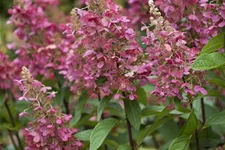 Hydrangea paniculata 'Pinky Winky'® Topfgröße 6 Liter