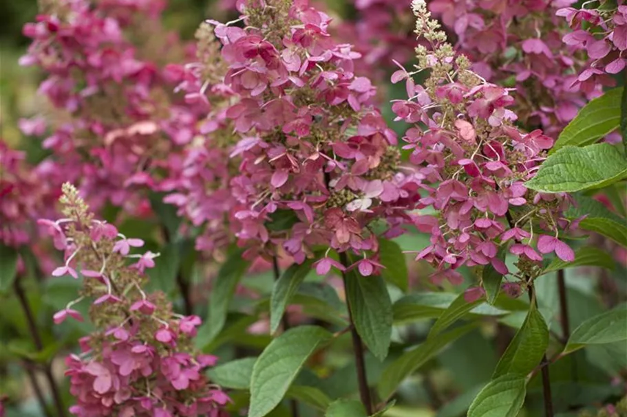 Hydrangea paniculata 'Pinky Winky'® Topfgröße 6 Liter