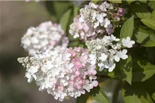 Hydrangea paniculata 'Pinky Winky'® Topfgröße 6 Liter