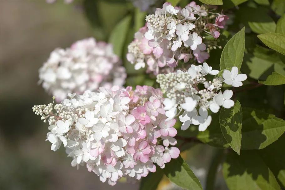 Hydrangea paniculata 'Pinky Winky'® Topfgröße 6 Liter