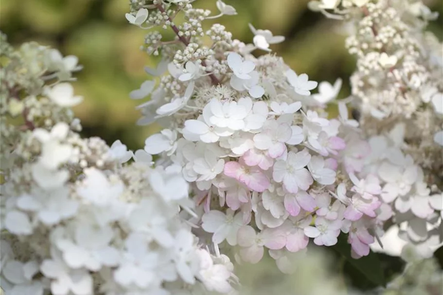 Hydrangea paniculata 'Pinky Winky'® Topfgröße 6 Liter