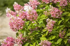 Hydrangea paniculata 'Pinky Winky'® Topfgröße 6 Liter