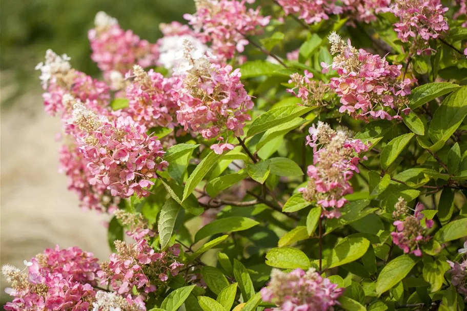 Hydrangea paniculata 'Pinky Winky'® Topfgröße 6 Liter