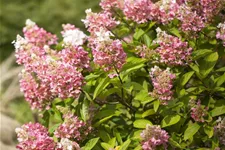 Hydrangea paniculata 'Pinky Winky'® Topfgröße 6 Liter