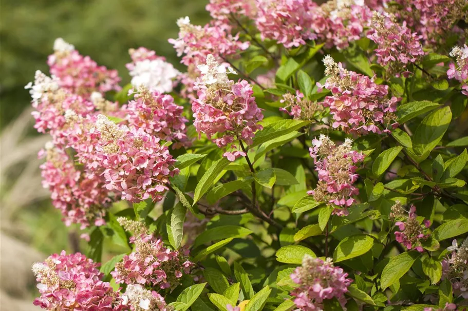 Hydrangea paniculata 'Pinky Winky'® Topfgröße 6 Liter