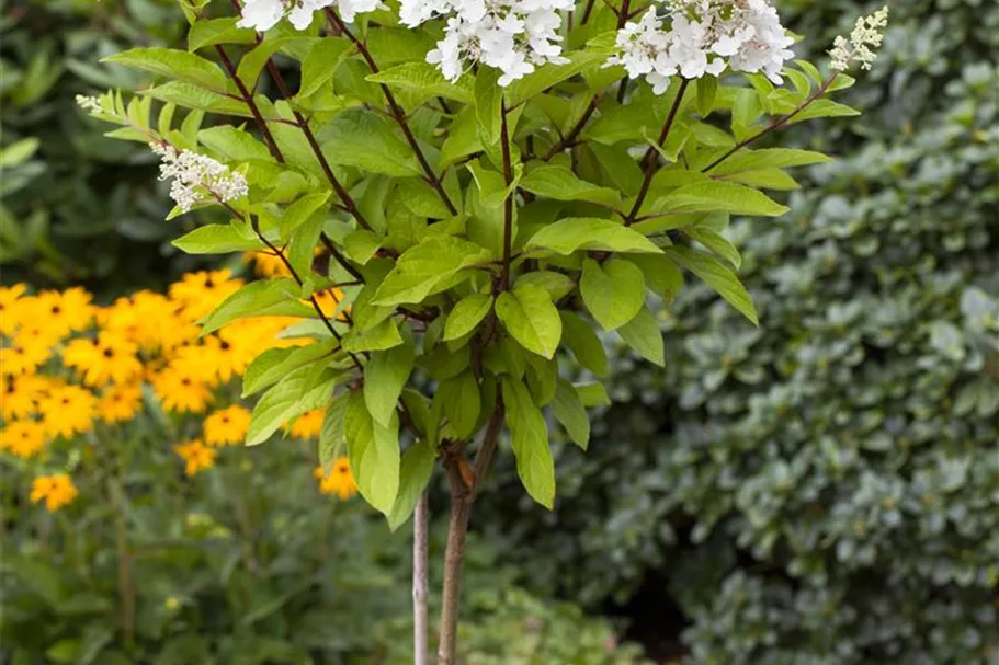 Hydrangea paniculata 'Pinky Winky'® Topfgröße 6 Liter