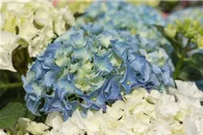 Hydrangea macrophylla 'Three Sisters'® Topfgröße 6 Liter BLAU