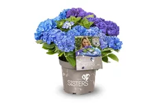 Hydrangea macrophylla 'Three Sisters'® Topfgröße 6 Liter BLAU