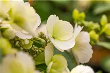 Hydrangea macrophylla 'Runaway Bride'® Topfgröße 6 Liter