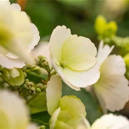 Hydrangea macrophylla 'Runaway Bride'®