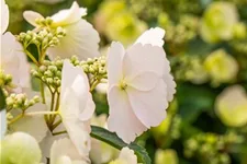 Hydrangea macrophylla 'Runaway Bride'® Topfgröße 6 Liter