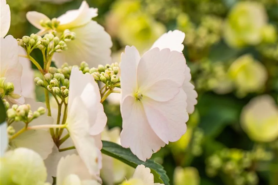 Hydrangea macrophylla 'Runaway Bride'® Topfgröße 6 Liter