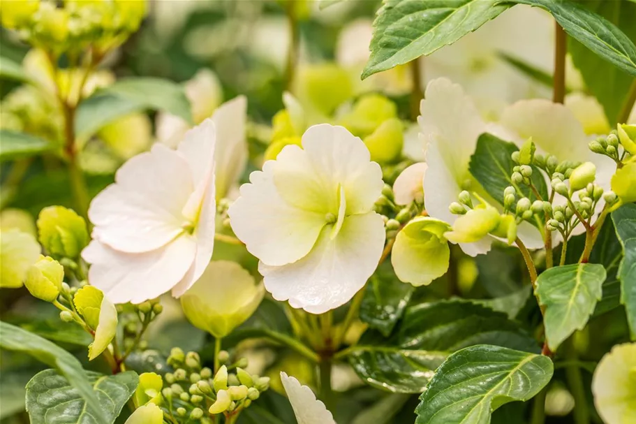 Hydrangea macrophylla 'Runaway Bride'® Topfgröße 6 Liter