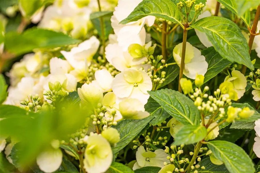 Hydrangea macrophylla 'Runaway Bride'® Topfgröße 6 Liter