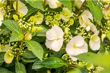 Hydrangea macrophylla 'Runaway Bride'® Topfgröße 6 Liter