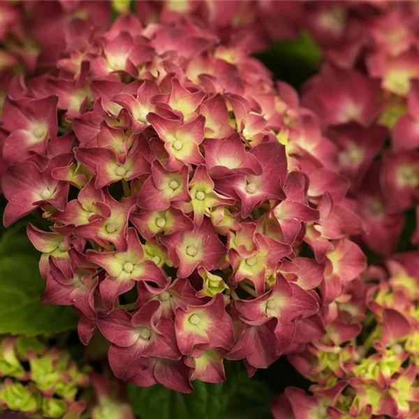 Hydrangea macrophylla 'Red Reggae'®