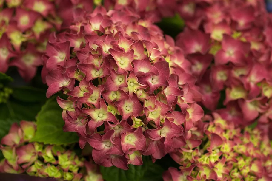 Hydrangea macrophylla 'Red Reggae'® Topfgröße 5 Liter