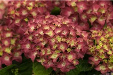 Hydrangea macrophylla 'Red Reggae'® Topfgröße 5 Liter