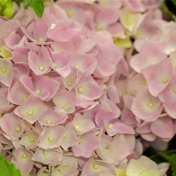 Hydrangea macrophylla 'Music-Collection'® 'Soft Pink Salsa'®