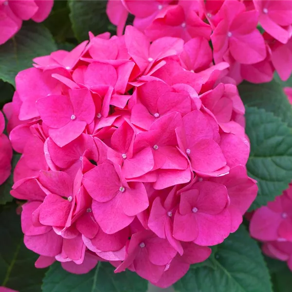 Hydrangea macrophylla 'Music-Collection'® 'Pink Pop'®