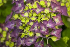 Hydrangea macrophylla 'Music-Collection'® 'Deep Purple Dance'® Topfgröße 5 Liter