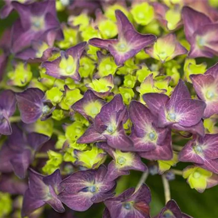 Hydrangea macrophylla 'Music-Collection'® 'Deep Purple Dance'®