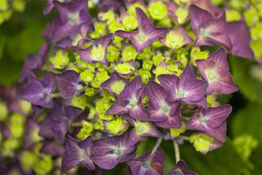 Hydrangea macrophylla 'Music-Collection'® 'Deep Purple Dance'® Topfgröße 5 Liter