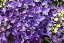 Hydrangea macrophylla 'Music-Collection'® 'Deep Purple Dance'® Topfgröße 5 Liter