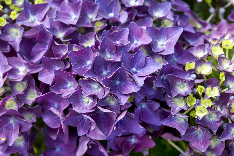 Hydrangea macrophylla 'Music-Collection'® 'Deep Purple Dance'® Topfgröße 5 Liter