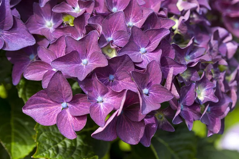 Hydrangea macrophylla 'Music-Collection'® 'Deep Purple Dance'® Topfgröße 5 Liter