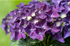 Hydrangea macrophylla 'Music-Collection'® 'Deep Purple Dance'® Topfgröße 5 Liter